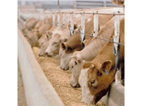 Últimos artículos y noticias sobre Alimentación animal - piensos  Biotecnología en España - Biotech - Biotech Spain