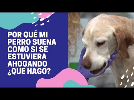 Maravilla Rebaño peor Mi Perro Tiene Carraspera Y Parece Que Quisiera Vomitar Pero - Biotech Spain
