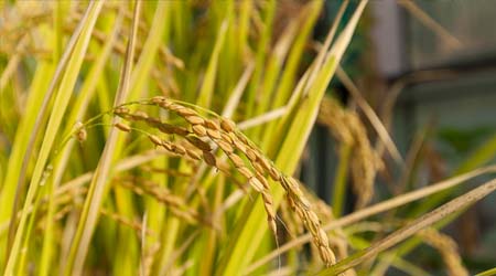 Las variedades de trigo españolas, claves en la mejora del cultivo - Biotech Spain